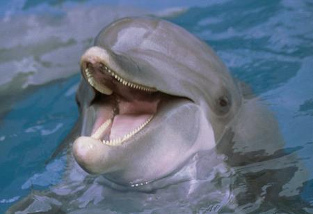 les dauphins